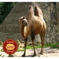 Árpád Burger | Normal Camel burger | Menu24.hu