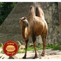 Árpád Burger | Giant Camel Burger | Menu24.hu